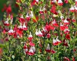 Image result for Salvia microphylla Hot Lips