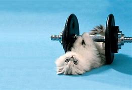 Image result for Cat Gym Funny