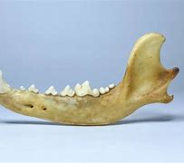 Image result for Dog Jaw Bone