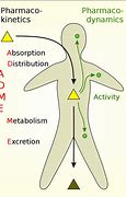 Image result for Pharmacodynamics