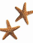 Image result for Starfish Fossil