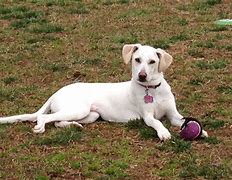 Image result for Whippet Retriever Mix