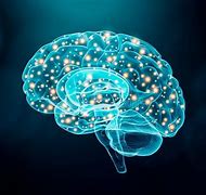 Image result for Human Brain Psychology