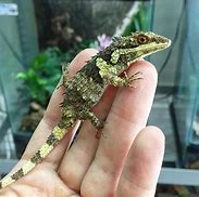 Image result for Leptoptilos Ciconiidae