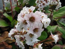 Image result for Bergenia Harzkristall