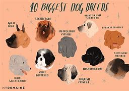 Image result for Top 5 Largest Dog Breeds