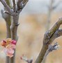 Image result for Orchard Apple Trees with Fruit