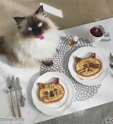 Image result for Breakfast Cat Meme