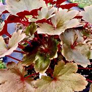 Image result for Saxifraga fortunei Wada