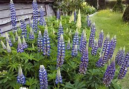 Image result for Lupinus The Governor