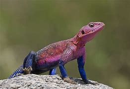 Image result for Lizards of the World