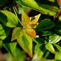 Abelia x grandiflora Francis Mason に対する画像結果