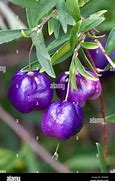 Image result for Purple Appleberry Vine
