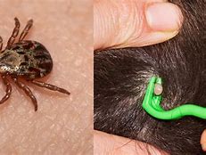 Image result for What Does a Tick Look Like in Skin