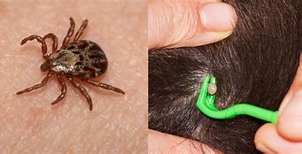 Image result for What a Tick Looks Like