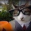 Image result for Cat Halloween Costumes