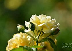 Image result for Pastel Rose Aesthetic