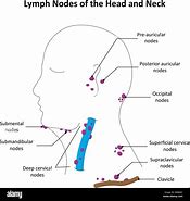 Image result for Lymph Nodes Face and Neck