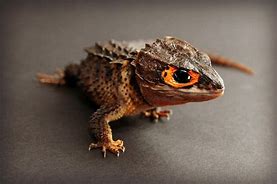 Image result for Mini Dragon Lizard