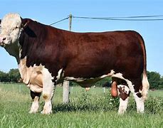 Image result for Male Cattle