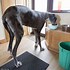 Image result for Biggest Dog Pp in the World