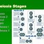 Image result for Prophase Crossing Over Inversion Loop