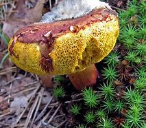 Image result for Hair Cap Moss