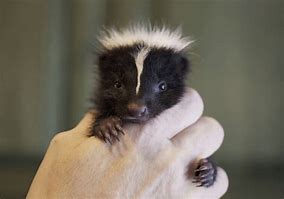 Image result for Skunk Babies