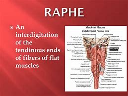 Image result for Raphe Area