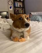 Image result for Wholesome Corgi Memes