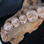 Image result for Fossilized Jaw Bone
