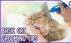 Image result for Chewy Cat Grooming