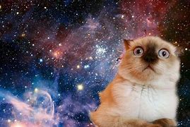 Image result for 2K Wallpaper Space Cat