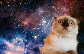 Image result for Space Cat Desktop Wallpaper