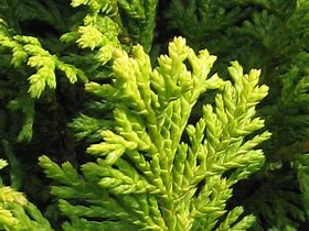 Image result for Chamaecyparis pisifera Golden Pincushion