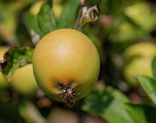 Image result for Malus domestica Ananas Reinette