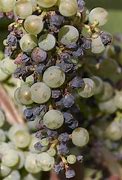 Image result for Black Rot On Grapes