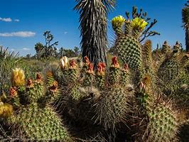 Image result for Sahara Desert Cactus JPEG