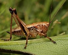 Image result for Cricket ClipArt