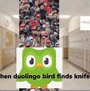 Image result for Duolingo Lily Meme