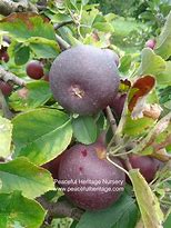 Image result for Arkansas Black Apple Tree