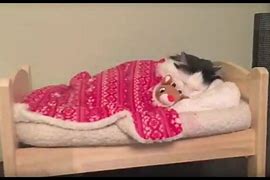 Image result for Human Cat Bed