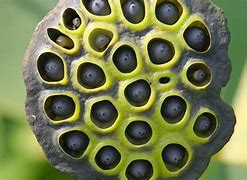 Image result for Human Lotus Pod Skin Disease