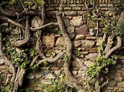 Image result for Old Mwallwith Vines