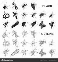 Image result for Different Types of Insects Bugs