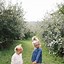 Image result for Apple Picking