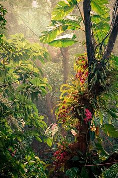 Rain in the jungle by Andrii Tereshchuk / 500px | Forest photography, Jungle art, Jungle photography