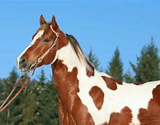 Image result for Wild Paint Horses