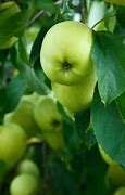 Image result for Green Apple Pic