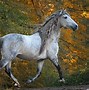 Image result for Andalusian Horse Wallpaper
